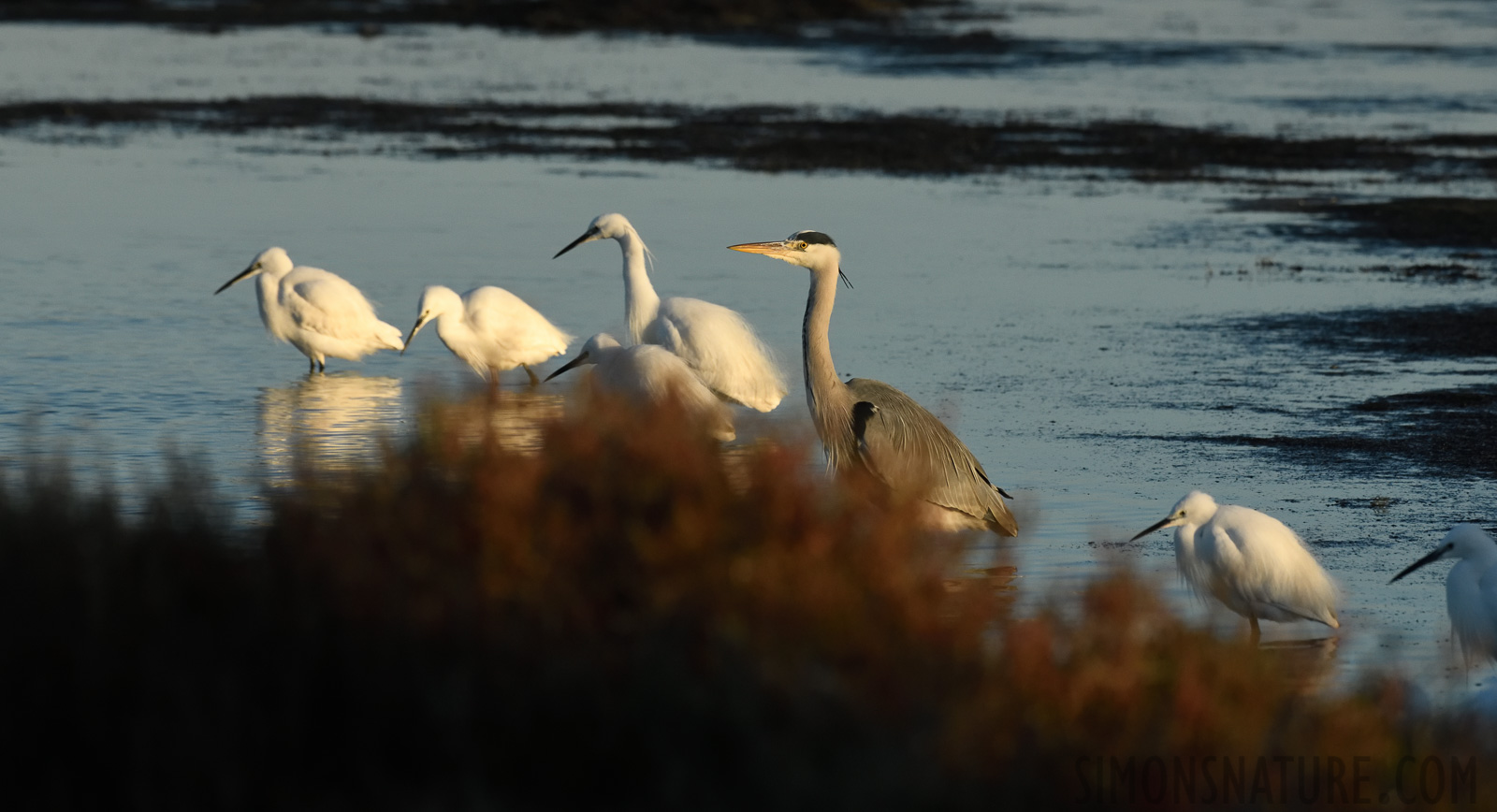 [400 mm, 1/2500 Sek. bei f / 10, ISO 1600]